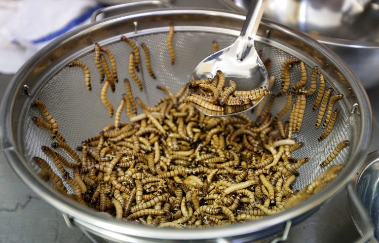 Push to eat bugs: The creepy, crawly alternative to eating meat