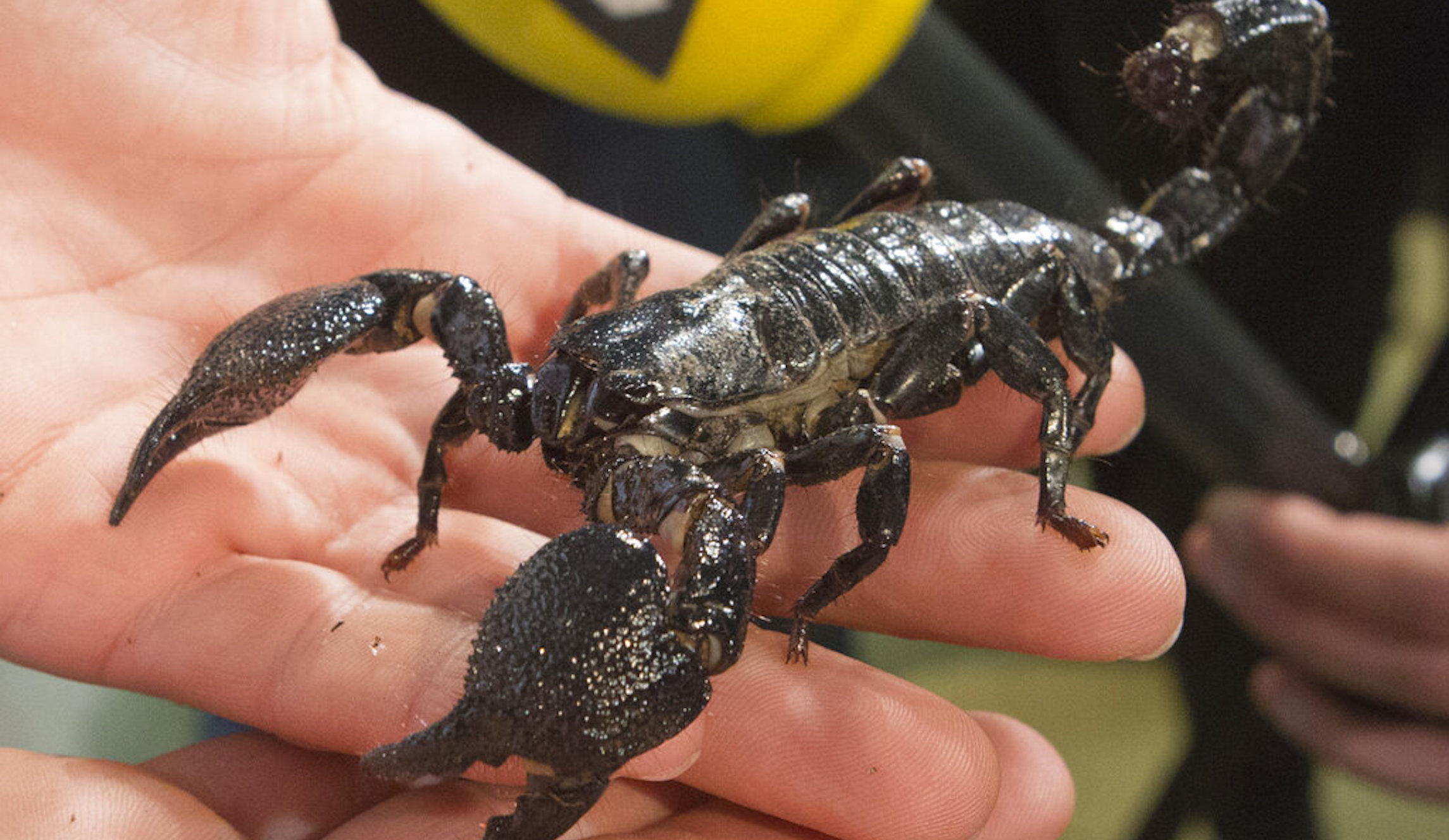 500 stung when rare storm brings out swarm of scorpions in Egypt