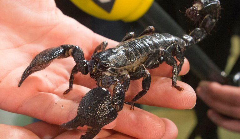 500 stung when rare storm brings out swarm of scorpions in Egypt
