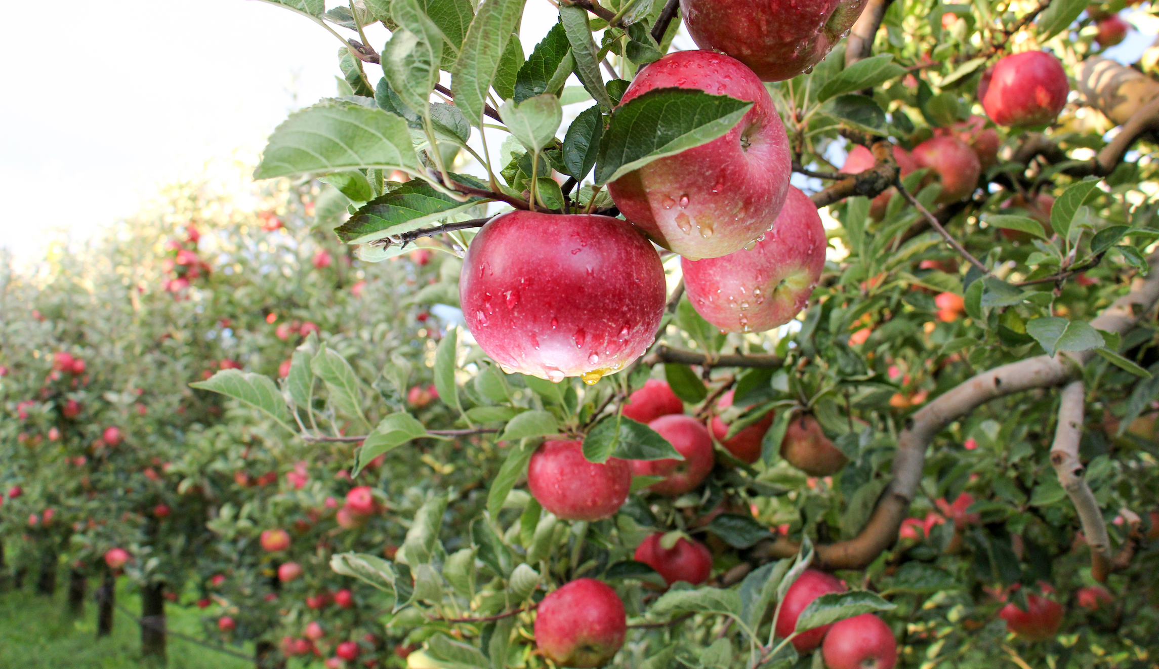 Families devastated after 22,000 apples stolen from orchard in Michigan