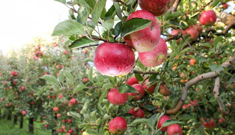 Apple Orchard ready for harvest. Morning shot after the rain