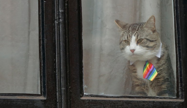 A cat, believed to be owned by Wiki Leaks founder Julian Assange, wears a tie as it looks out of a window at the Ecuadorian embassy in London, Tuesday, Feb. 13, 2018.