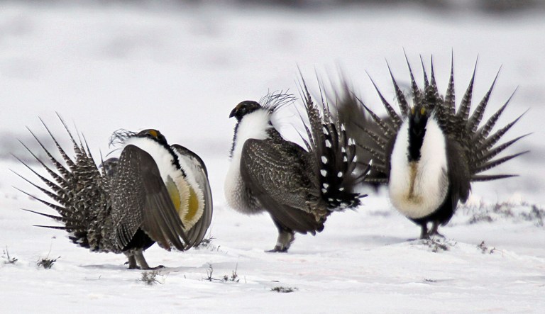 The Trump administration on Monday took a step forward to overhaul the government's land policies for protecting the chicken-sized sage grouse in the West. (AP Photo/David Zalubowski, File)