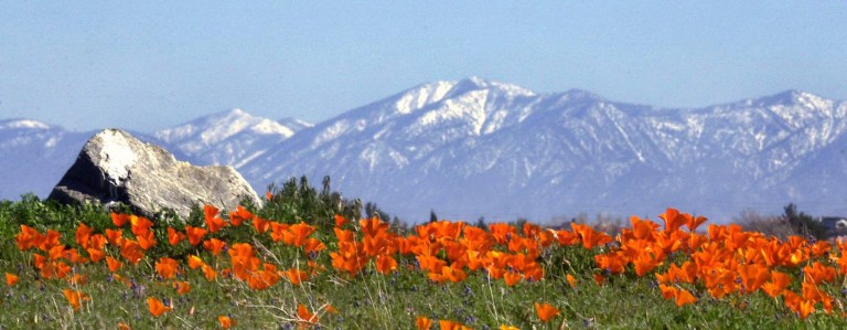 FILE-This March 13, 2003 file photo looking to the southeast, the San Gabriel Mountains make a stunning backdrop to this field of California poppies in a field near the California Poppy Reserve in Lancaster, Calif. President Barack Obama plans to announce on Friday, Oct. 10, 2014 that he will designate 346,000 acres within the San Gabriel Mountains as the nation's new national monument. (AP Photo/Antelope Valley Press, Ron Siddle,File)