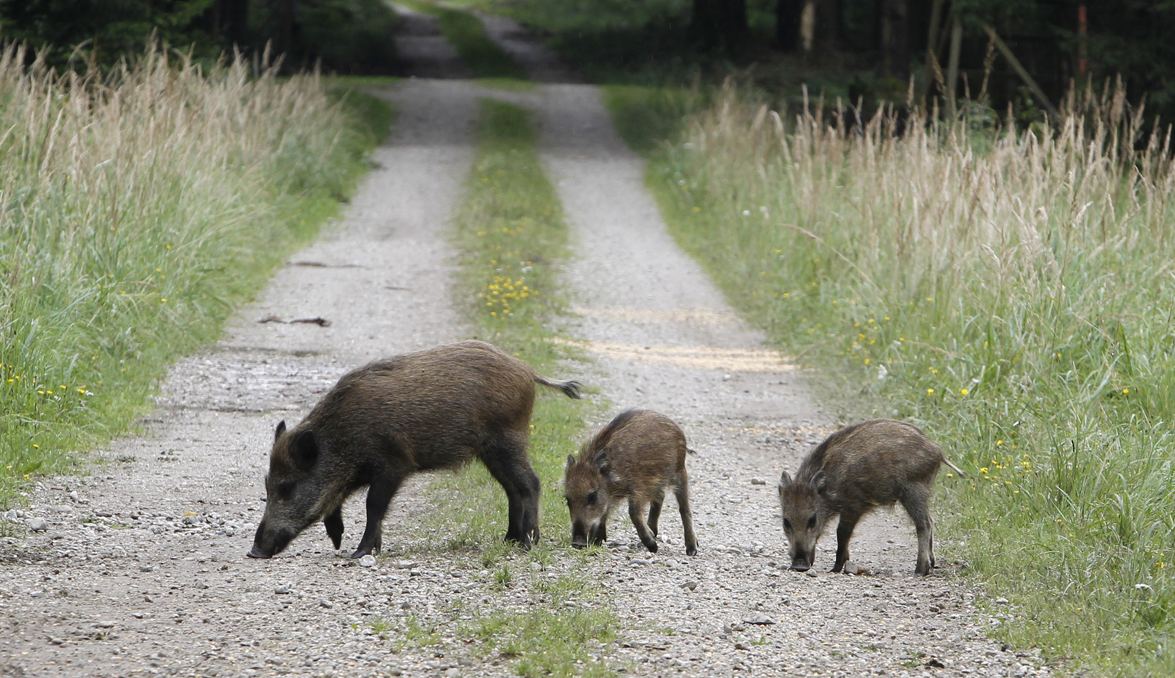 Why wild boars are worth hunting