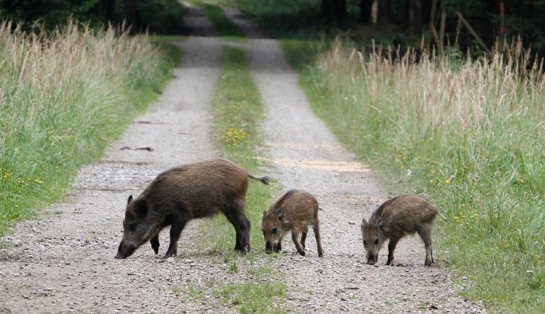 They are both abundant and tasty. (AP Photo/Matthias Schrader)