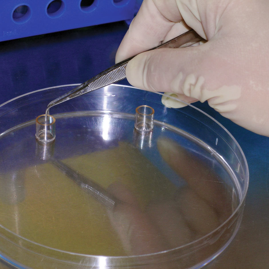 The Arrival of Human Cloning