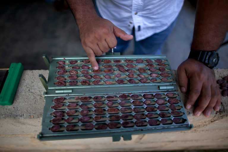   In this photo taken Nov 15, 2012, scientist Francisco Betancourt points to a high quality selection of cacao beans at a cacao plantation in Cano Rico, Venezuela. Cacao pods that ripen in the forest-shaded plantations of Venezuela are transformed into some of the world's finest chocolate. The crop is converted into gourmet bars and exported to the United States, Europe and Japan by the country's premier chocolate maker, Chocolates El Rey, or The King. As the company has won international acclaim, it has also had to cope with a host of obstacles brought on by President Hugo Chavez's government. El Rey used to go through just four bureaucratic steps to export a shipment. Now the list of requirements has grown to more than 50. (AP Photo/Ariana Cubillos)  