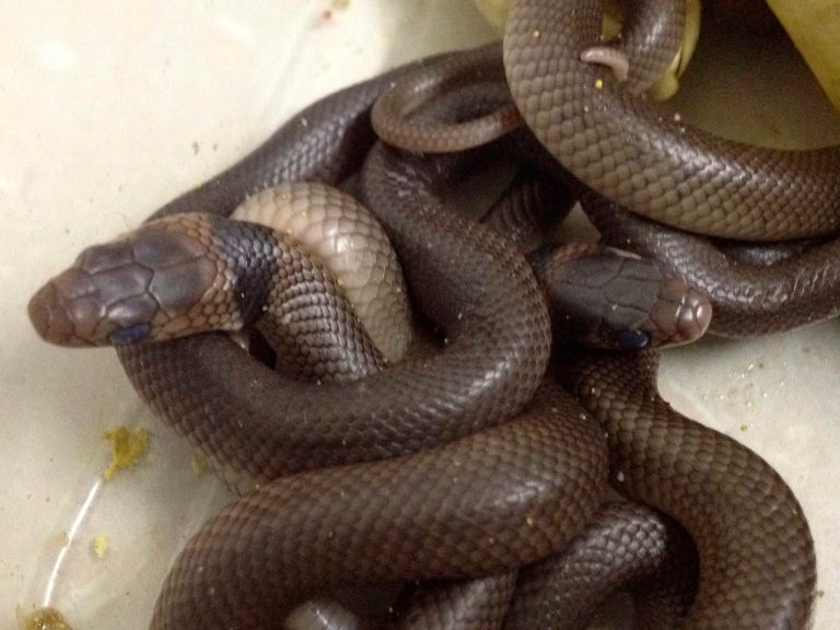   In this Tuesday, Dec. 18, 2012 photo taken by reptile carer Trish Prendergast, eastern brown snakes sit in a deep tub after hatching in Townsville, northern Queensland, Australia. A 3-year-old Australian boy was lucky to escape uninjured after a collection of eggs he found in his yard hatched into a slithering tangle of the deadly snakes. Prendergast said Friday, Dec. 21, 2012 that young wildlife enthusiast Kyle Cummings could have been killed if he had handled the eastern brown snakes - the world's most venomous species on land after Australia's inland taipan. Kyle found a clutch of nine eggs a few weeks ago in the grass on his family's 1.2-hectare (3-acre) property, Prendergast said. (AP Photo/Trish Prendergast)  