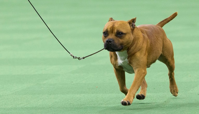 Whatever Mario Perivoitos' reasons for taking drugs, his inability to prevent his Staffordshire bull terrier's consumption of crack cocaine speaks to the loss of responsibility that goes with drug use. By all accounts, he cared for his dog, but his own drug use meant he could not protect it from his own choices. (AP Photo/Mary Altaffer)