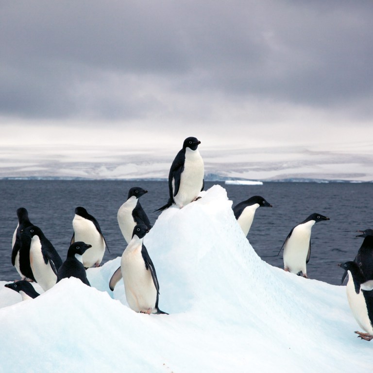Penguins Suffer from Overabundance of Ice
