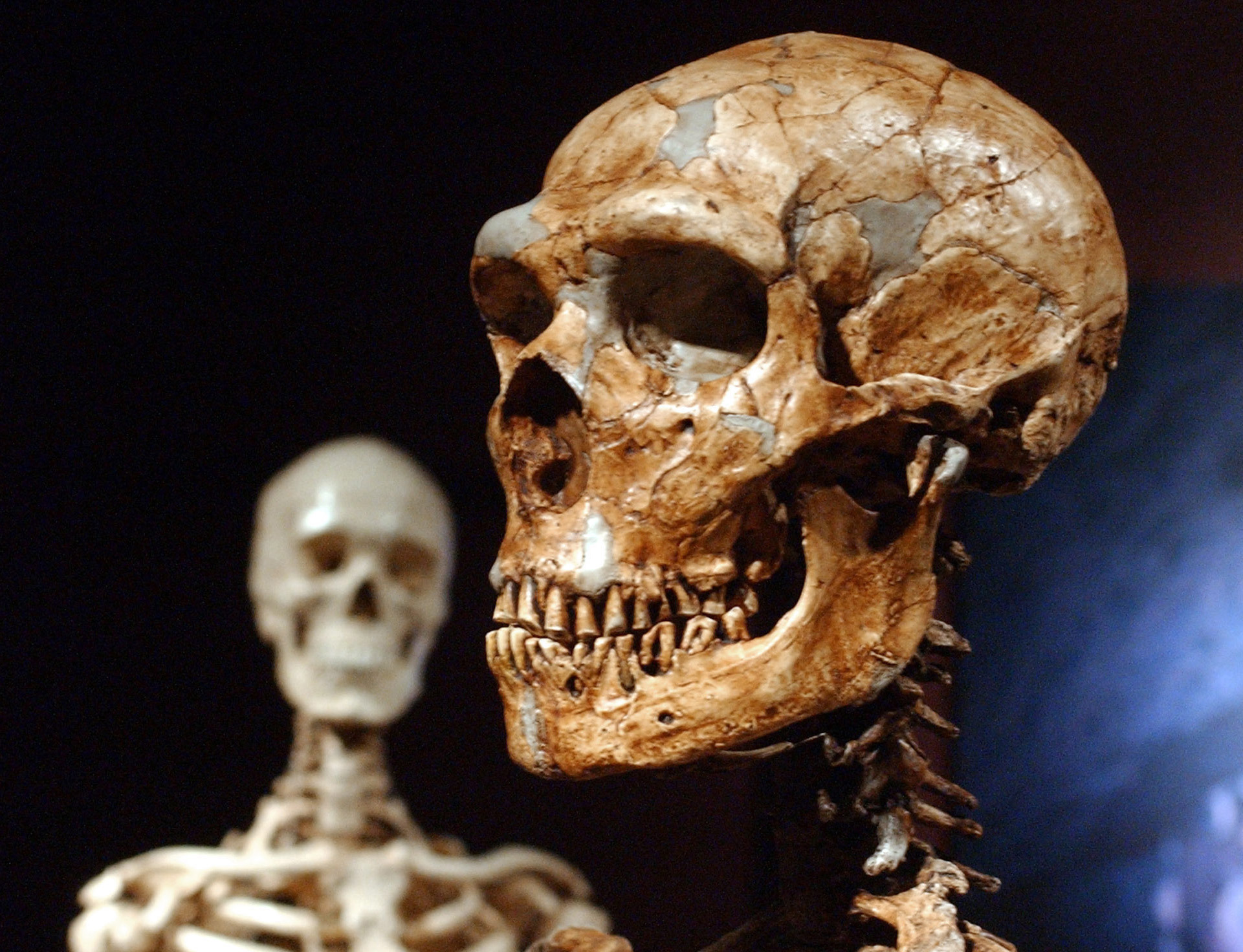 Neanderthals and humans had ‘ample time’ to mix