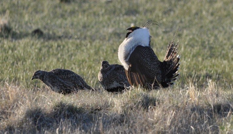 Republican senators said the federal government is bungling their plans to rebuild the sage grouse population. (Jeannie Stafford/U.S. Fish and Wildlife Service)