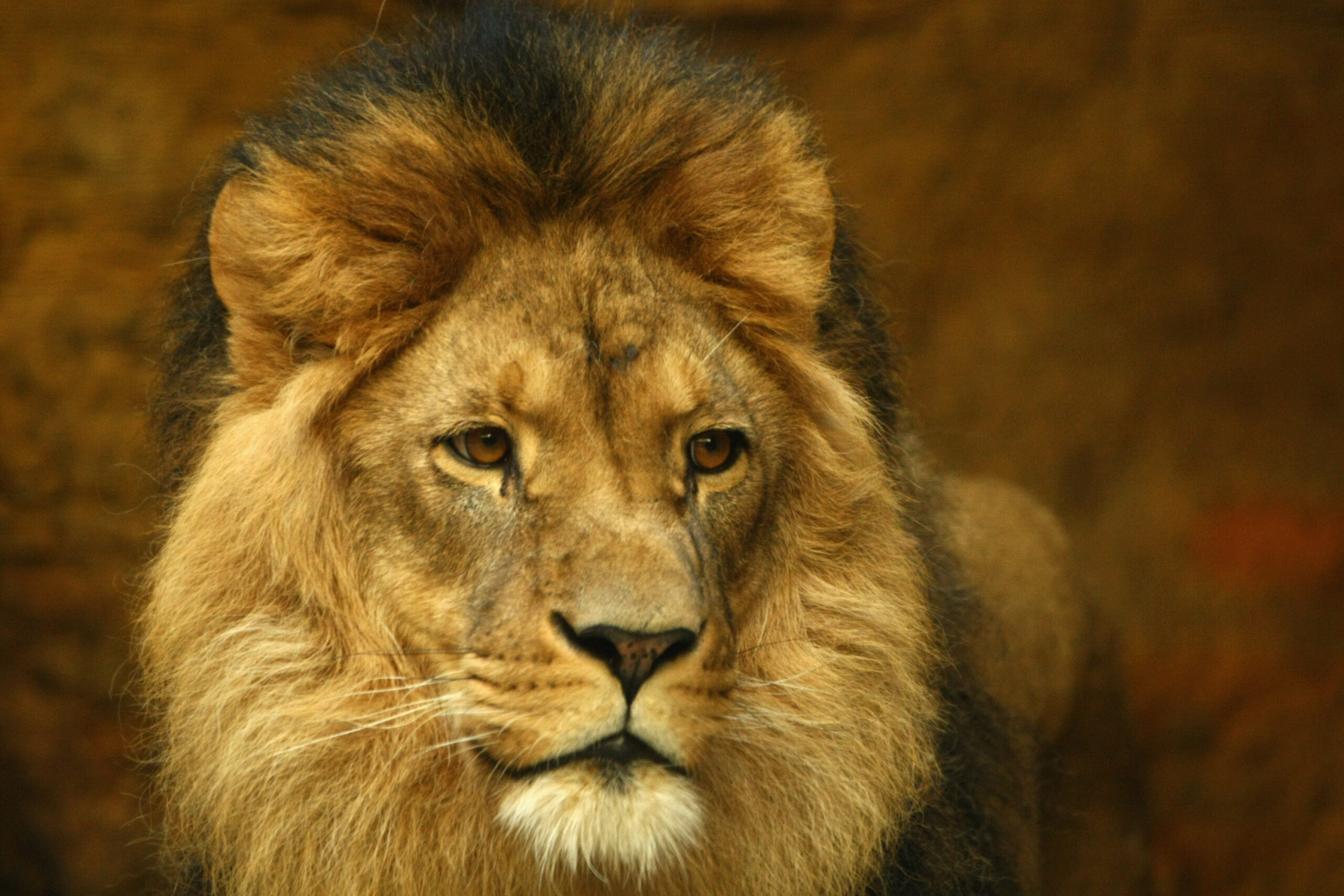Delta bans shipment of big game trophies