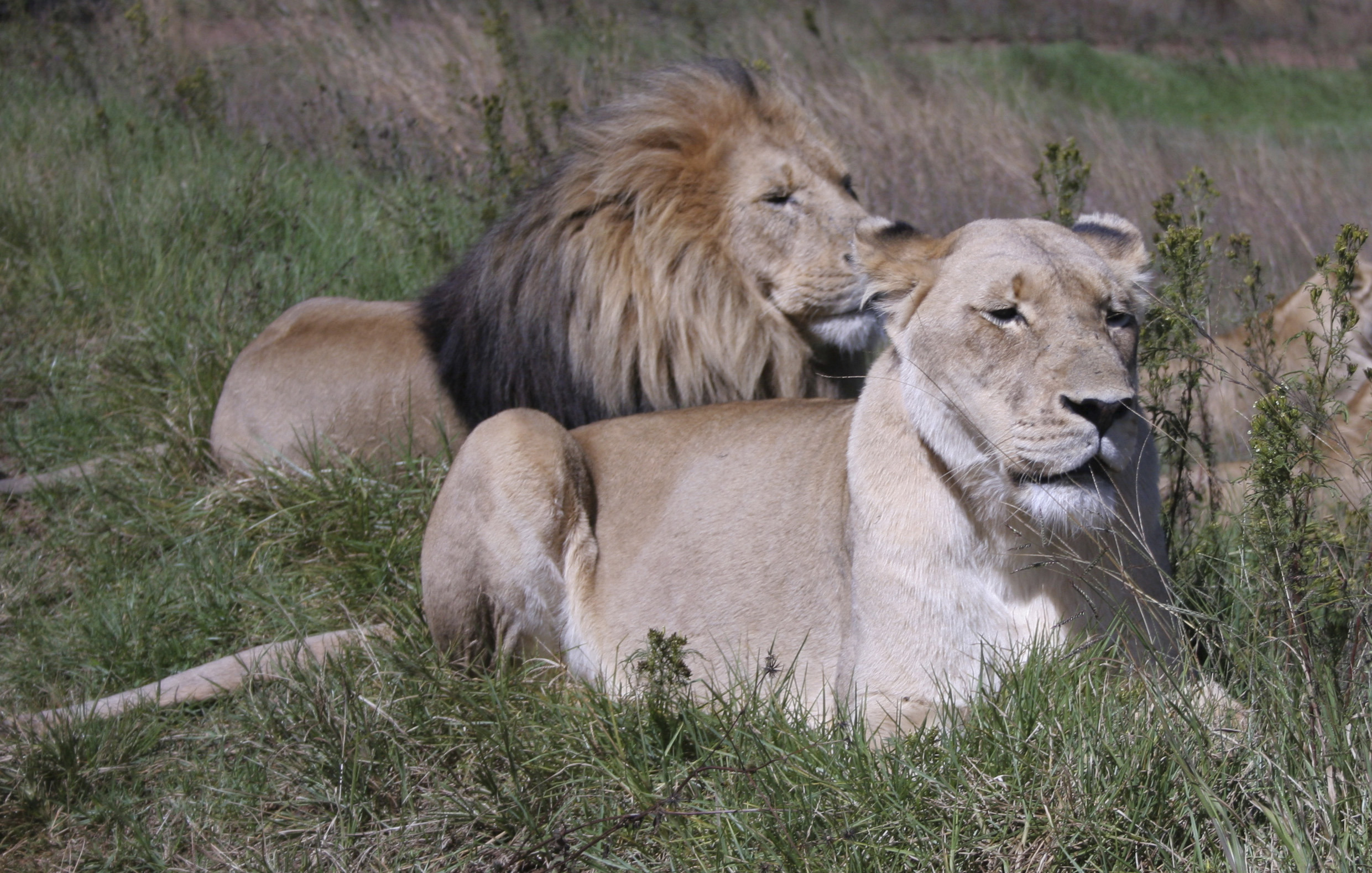 Study: Lion ranges, populations dropping in Africa