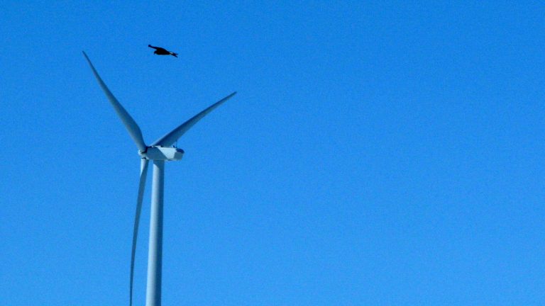 A goldenÃÂ eagleÃÂ flies over aÃÂ windÃÂ turbine on Duke energy's top of the worldÃÂ windÃÂ farm in Converse County Wyo.ÃÂ (AP/Dina Cappiello)