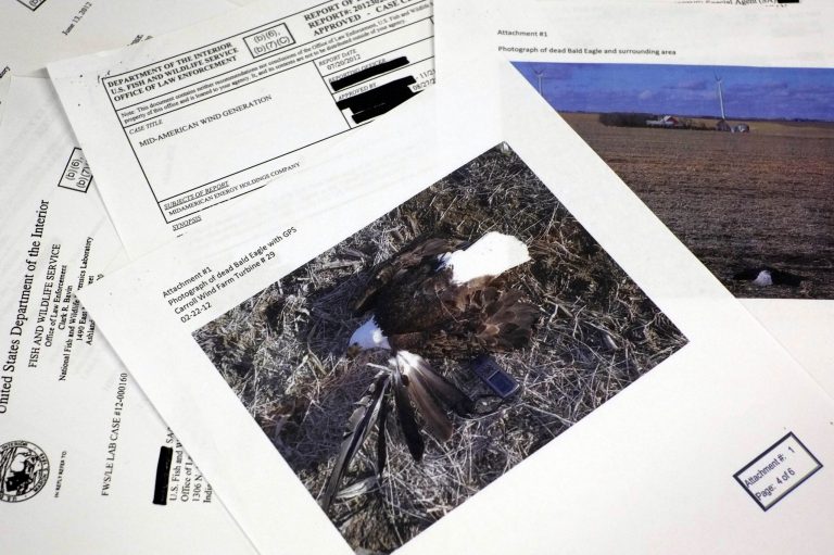   This photograph made in Washington, Wednesday, Sept. 11, 2013, shows pages from a U.S. Fish and Wildlife Office of Law Enforcement document obtained with a Freedom of Information Act, (FOIA) request by the Associated Press in the investigation of a dead bald eagle the reports says was found at the Carroll Wind Farm in Carroll, Ia. (AP Photo/J. David Ake)  