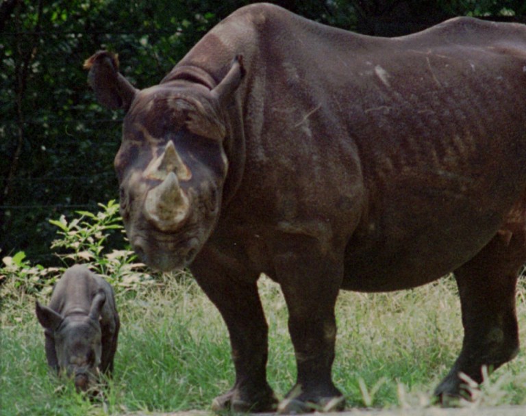 A group of government agencies burned about $1 million worth of rhino-related items Thursday as a statement to the rest of the world that the black market for rhino horn must be shut down. (AP Images)