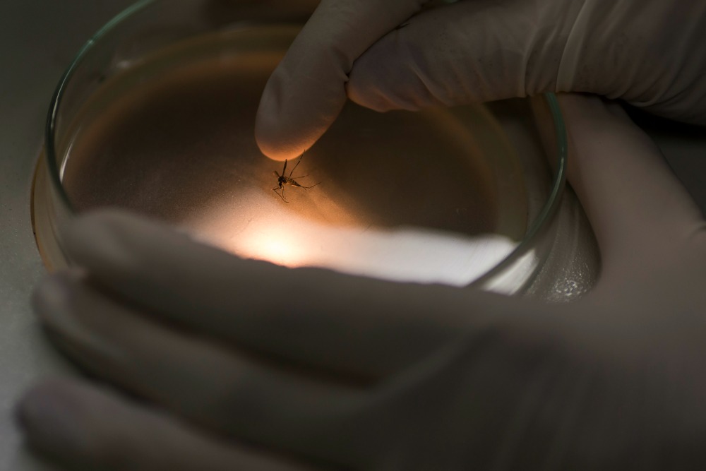 Zika virus found in Massachusetts