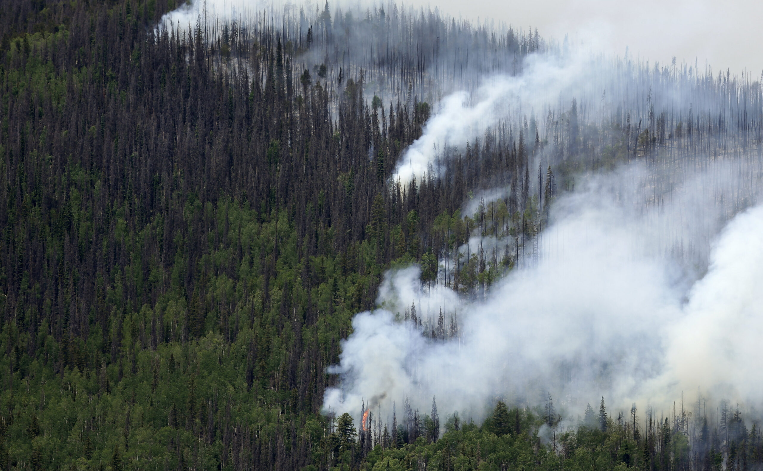 In Colorado, federal bureaucrats put tree-killing pests ahead of people