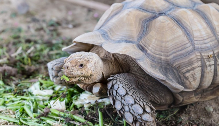 Why tortoises are fantastic animals. (iStock by Getty Images)