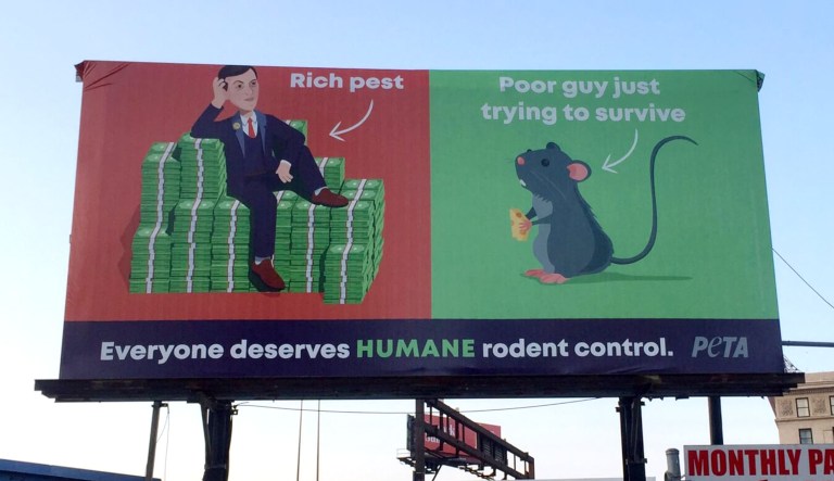 PETA billboard in Baltimore compares Kushner to rat and labels him a ‘rich pest’