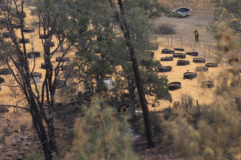 Firefighters on Monday, July 14, 2014, mop up the area where the Bully Fire started at an illegal marijuana grow near Ono, Calif. Freddie Smoke was arrested on suspicion of starting the fire and on charges of an illegal marijuana grow. Fire investigators say Smoke inadvertently sparked the fire when he started a rental truck packed with supplies for the grow parked in high grass.    (AP Photo/The Record Searchlight, Andreas Fuhrmann)