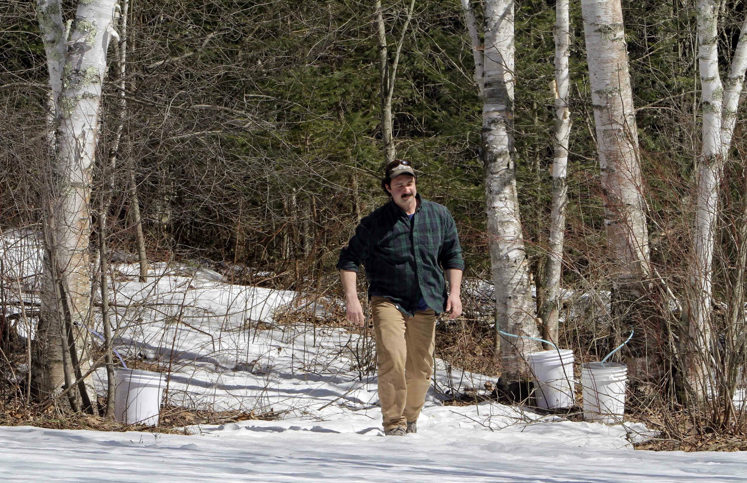 Birch syrup explored as add-on to maple industry