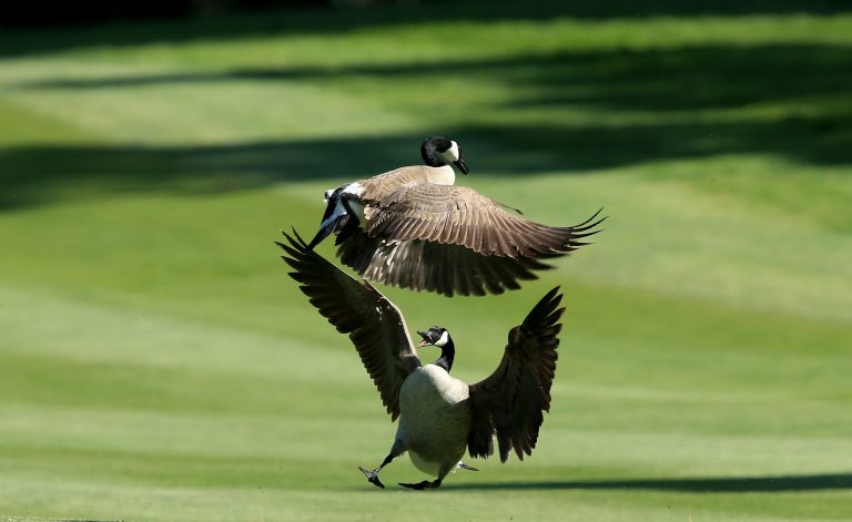 A pair of Canada Geese. (Getty Image)