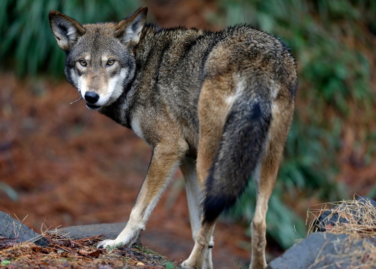 In a House Oversight and Government Reform Committee interior subcommittee hearing Wednesday, multiple witnesses told lawmakers they believe there are many species protected by the Endangered Species Act that don't need it. (AP Photo/Gerry Broome, File)