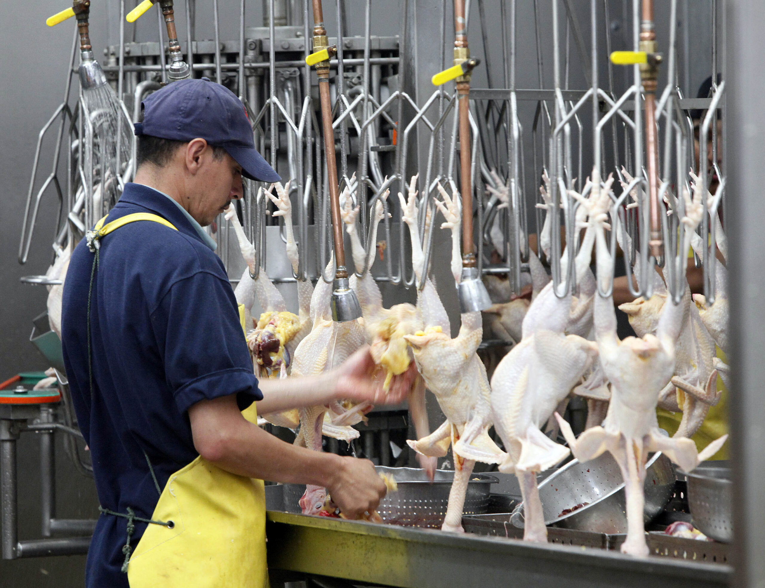 Chicken plants, high-tech visas and the immigration dilemma