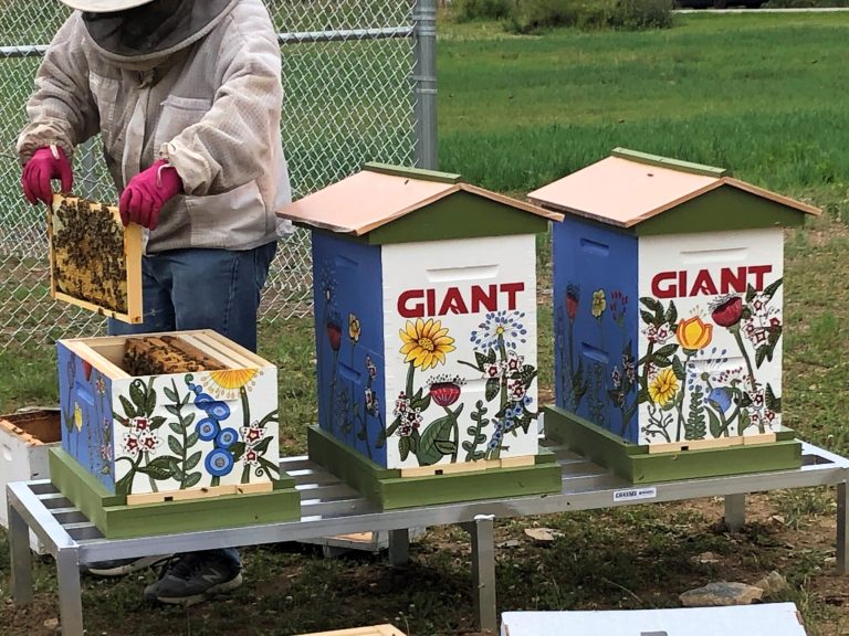 60,000 bees were stolen from the GIANT company's pollinator farm. 