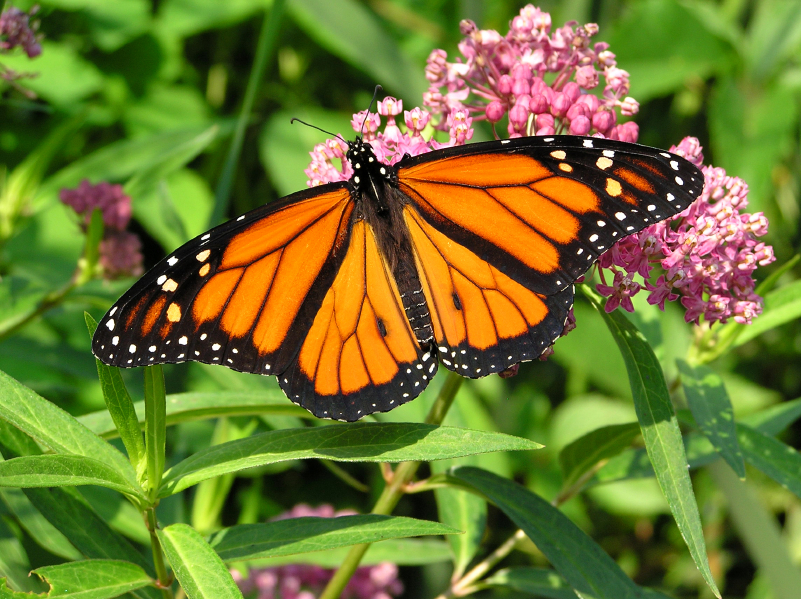 Monarch butterfly may get ‘endangered’ status