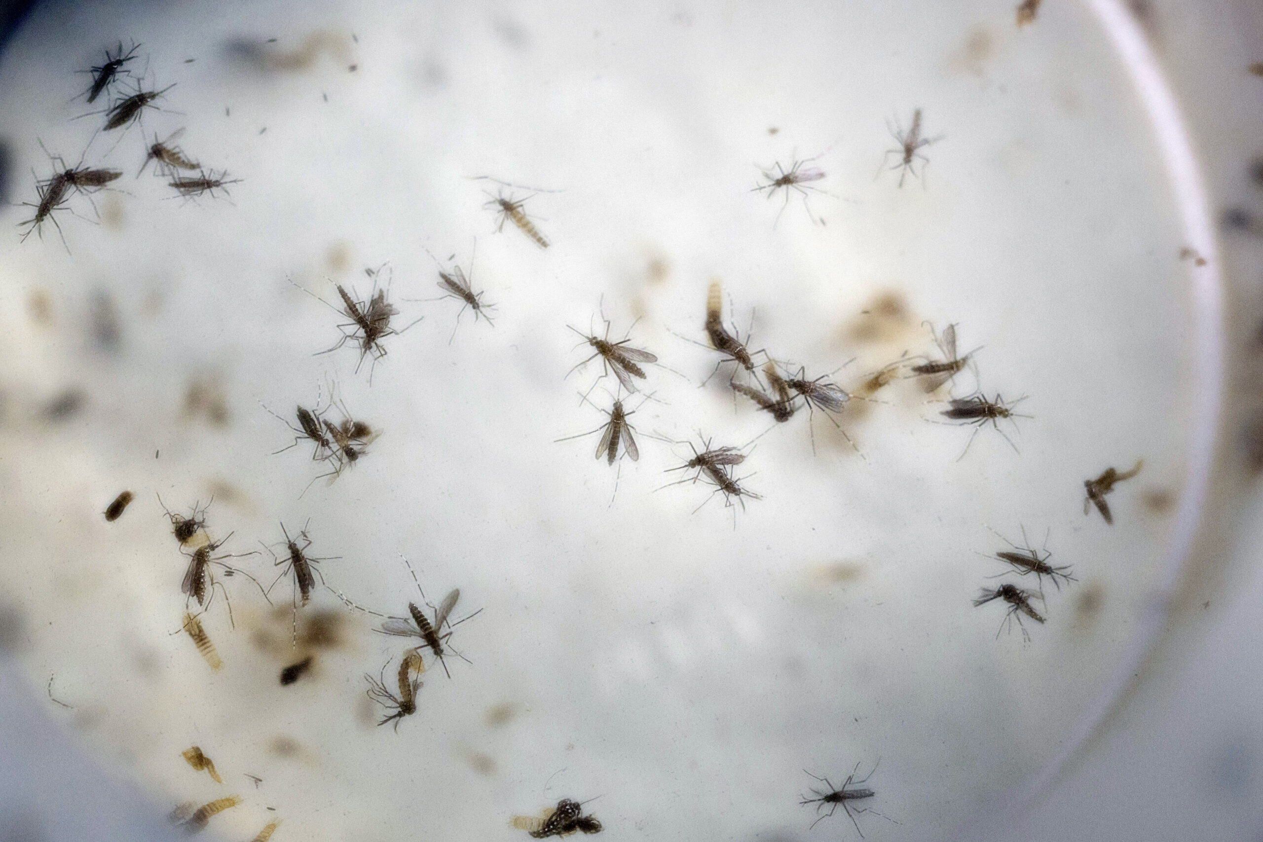 Senate advances Zika funding