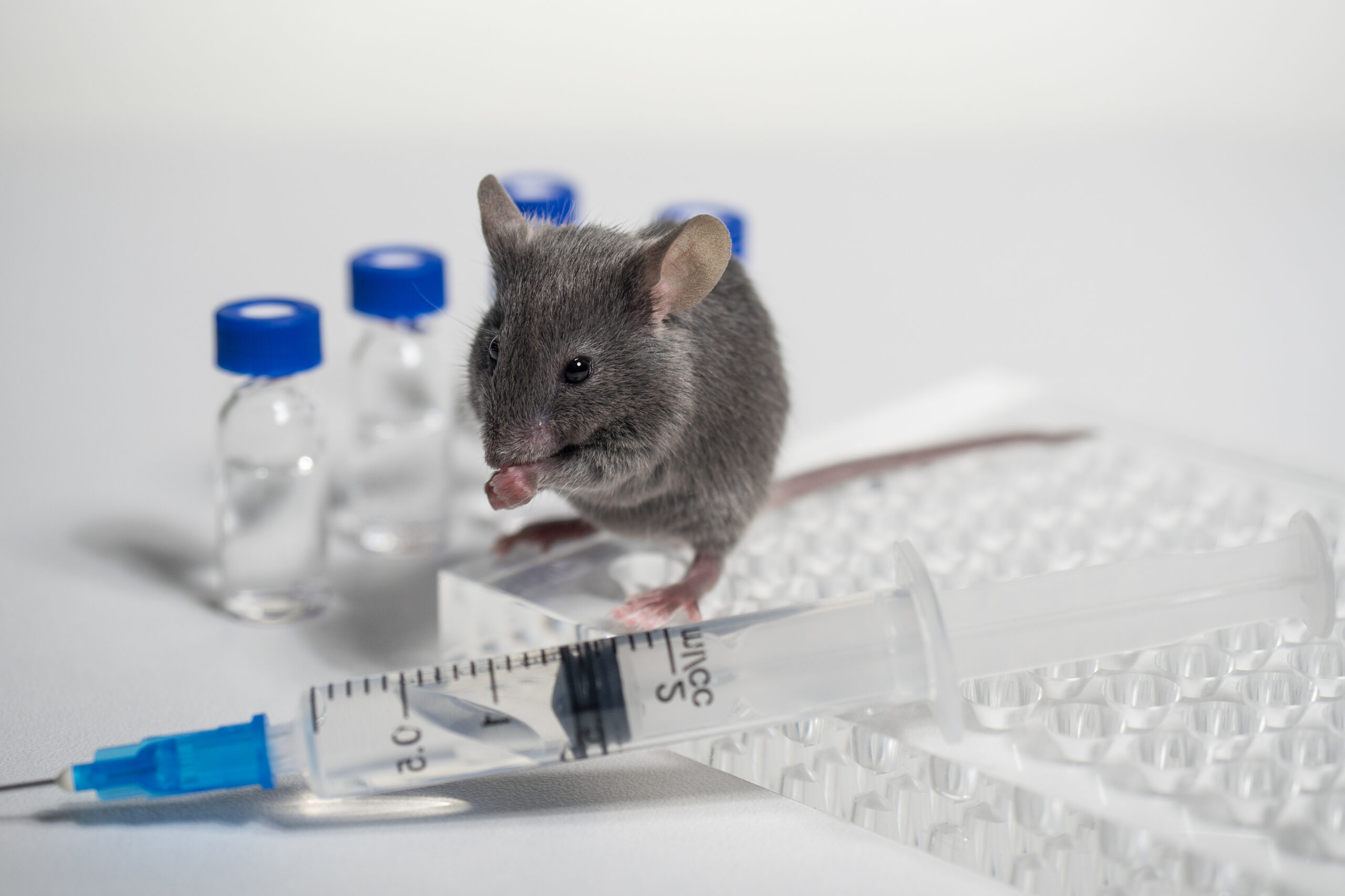Why Is the Government Still Doing Animal Testing for Cosmetics?