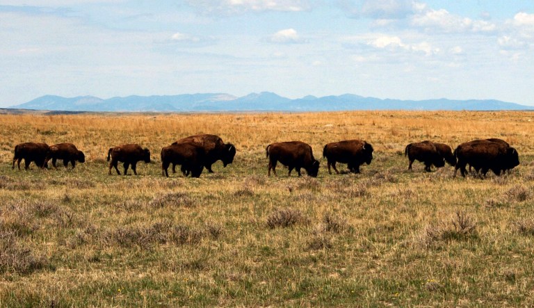 FILE - In this April 25, 2012, file photo, a herd of bison move through land controlled by the American Prairie Reserve south of Malta, Mont. The group announced Tuesday, Sept. 24, 2019 that itâs scaling back its request for bison grazing on public lands following strong opposition from surrounding landowners.                                                                                                                                                         