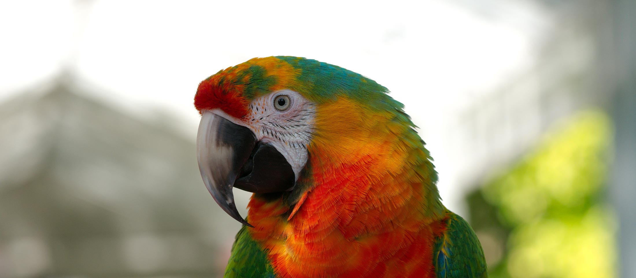 Chris Buckley’s Colonial Chaos