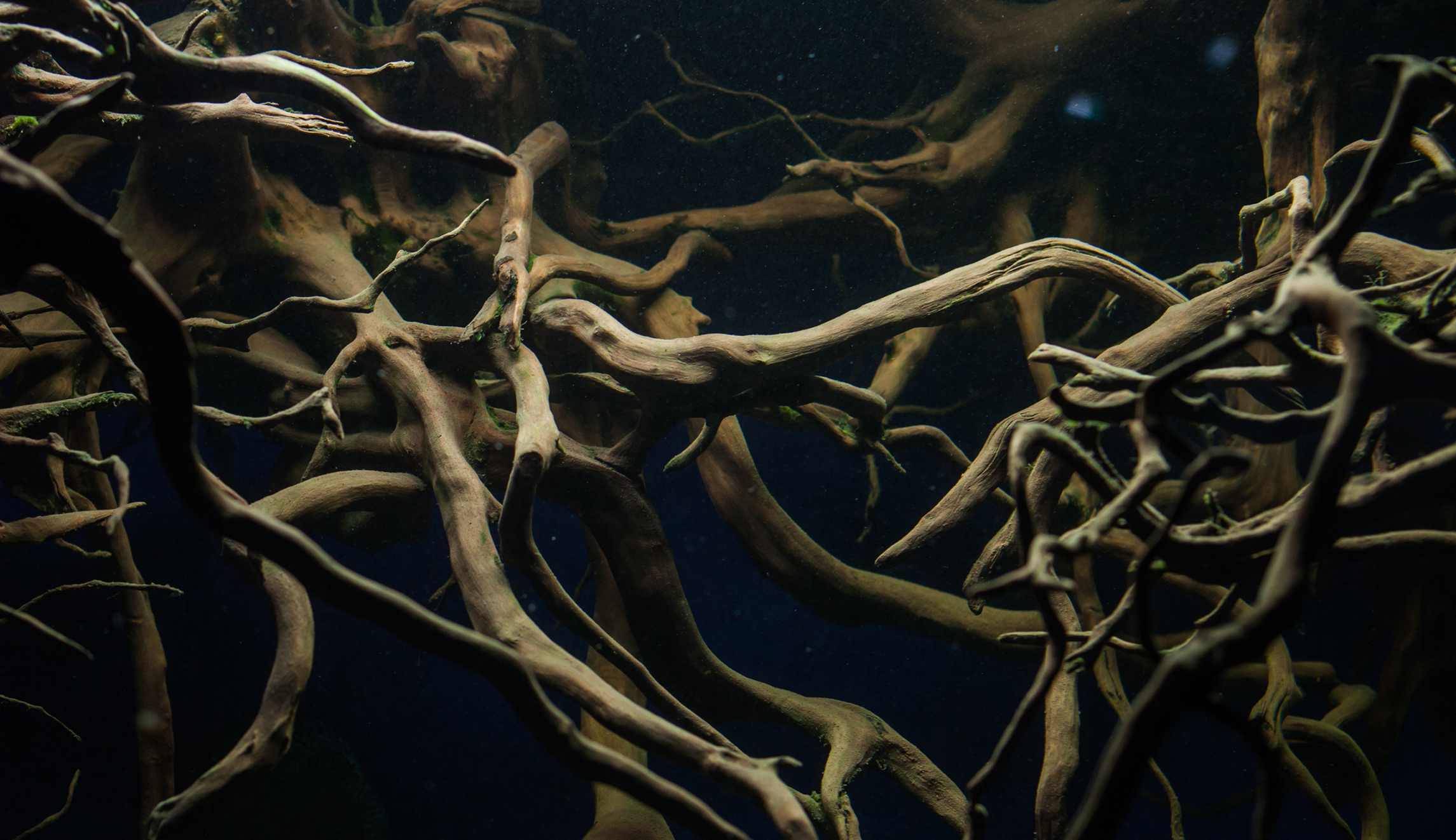 The roots we’ve lost