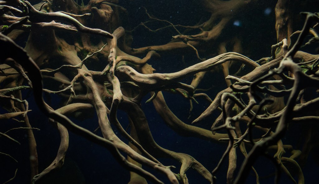 The roots we’ve lost
