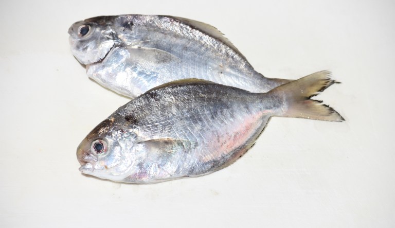 House kills Rhode Island’s push to join mid-Atlantic fishery council