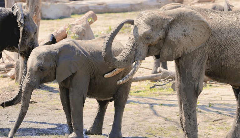 Earlier on Friday, the Interior Department decided to allow hunters to import elephant trophies from Zimbabwe. However, President Trump said on Twitter that he would delay the move and talk with Interior Secretary Ryan Zinke first. (AP Photo/Nati Harnik)