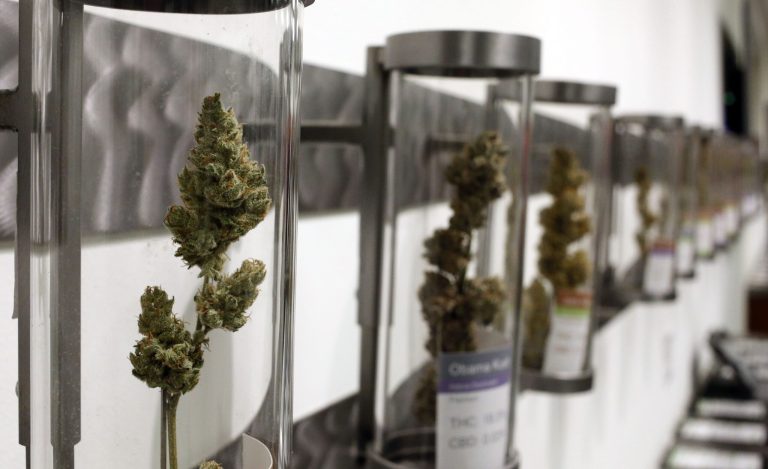 Last week, the anti-pot legalization groupÂ Smart Approaches to MarijuanaÂ gave a grade toÂ each of the majorÂ playersÂ in the 2016 fieldÂ regardingÂ their stand on policies against the legalization ofÂ cannabis. (AP Photo/Timothy J. Gonzalez)