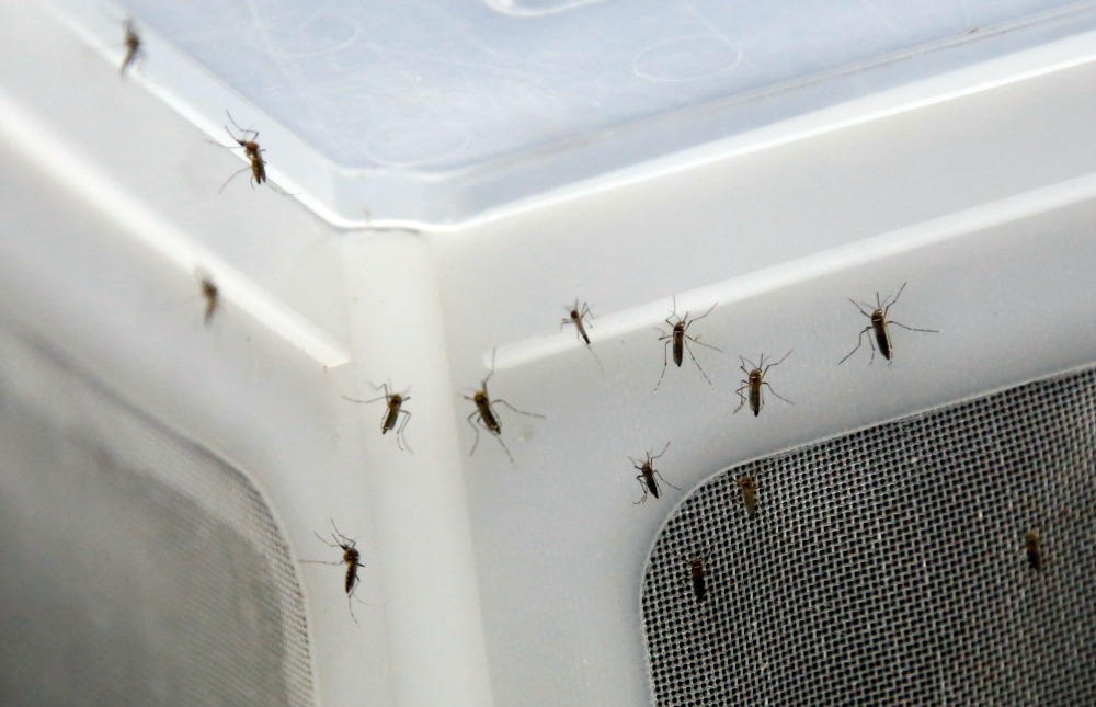 More states could be affected by Zika