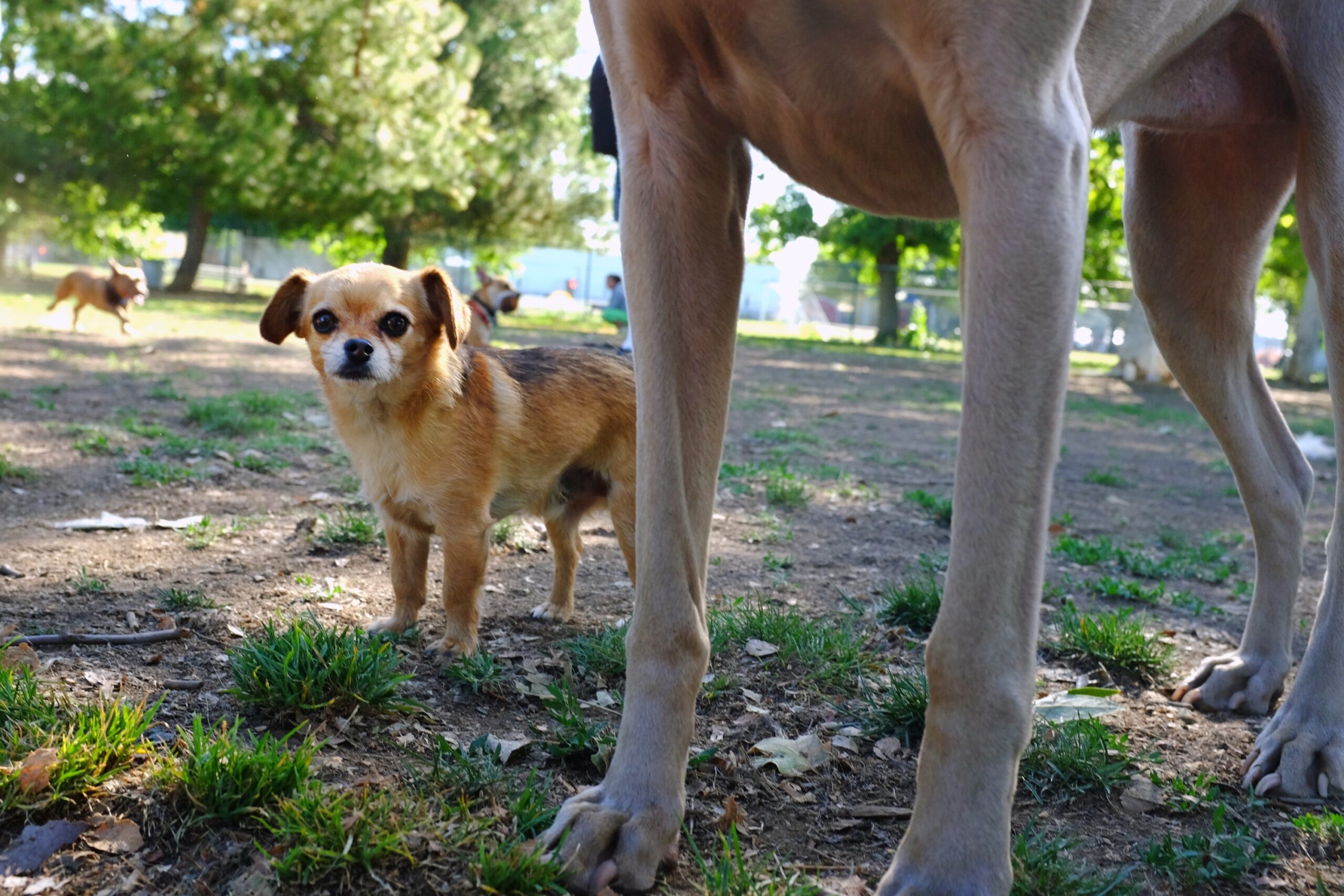 World’s smallest dogs can be a big handful