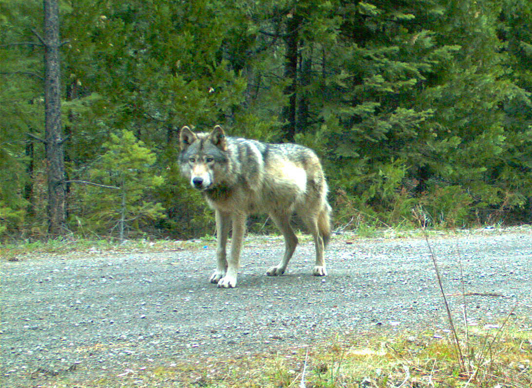 Wisconsin wolf hunters very successful, DNR disappointed