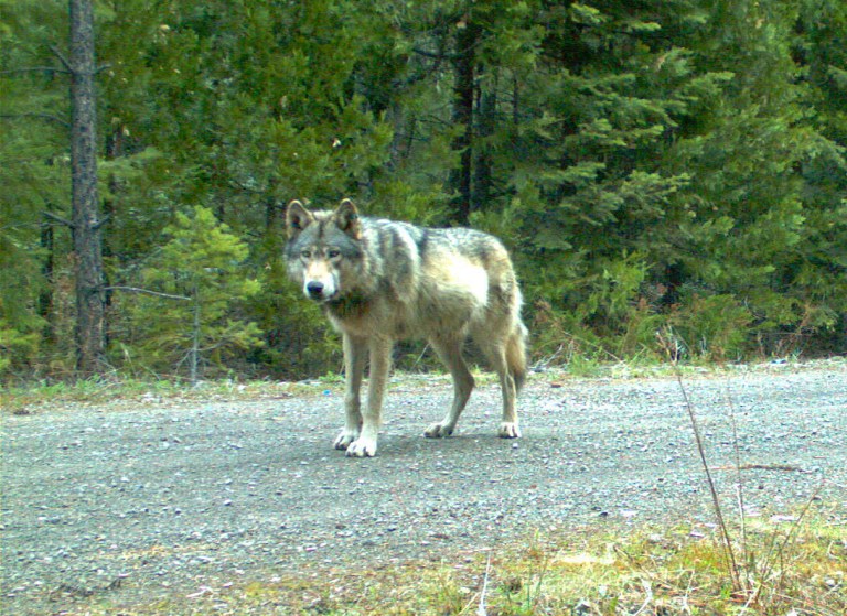 Wildlife Department calls off wolf hunt after discovery of unburied cattle carcasses