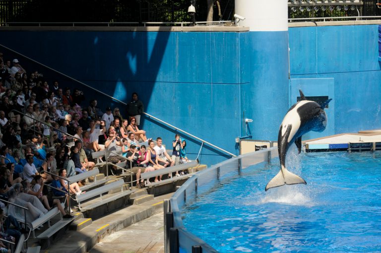   FILE - In this Monday, March 7, 2011, file photo, park guests watch as a killer whale flips out of the water at SeaWorld Orlando's Shamu Stadium in Orlando, Fla. SeaWorld Entertainment Inc. on Thursday, Dec. 27, 2012, filed for an initial public offering of stockthat could raise $100 million.(AP Photo/Phelan M. Ebenhack, File)  