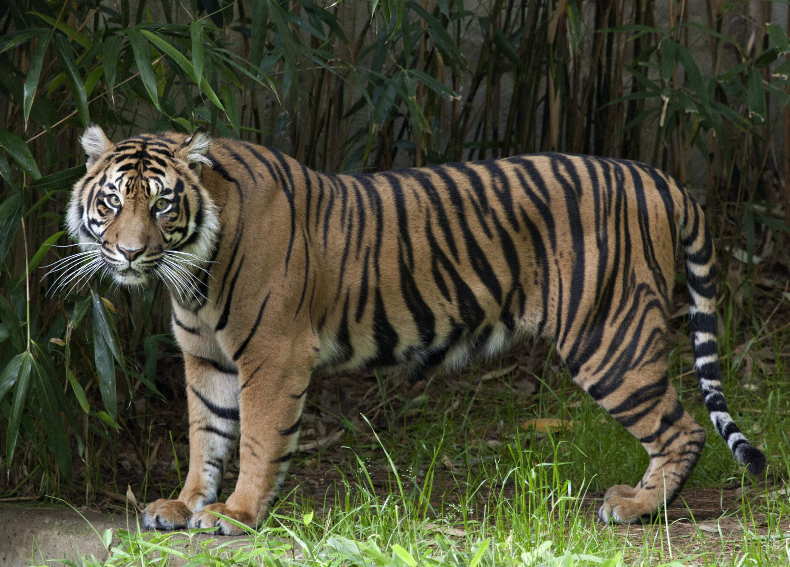Zoo launches ‘endangered song’ to help save tigers
