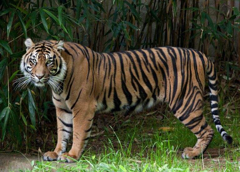 A Sumatran tiger is pictured in a Washington zoo.
