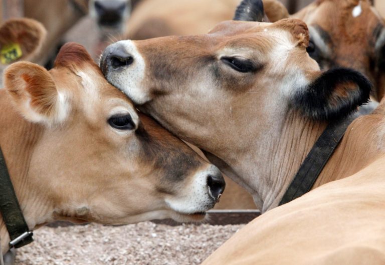 FILE - In this Oct. 16, 2012 file photo, a pair of Jersey cows lean on each other at the Goodrich farm in Danville, Vt.  Officials are optimistic about the outlook for the state's dairy industry in 2014, with relatively strong milk prices, growth in the number of in state processors and increasing exports of U.S. dairy products. (AP Photo/Toby Talbot, File)